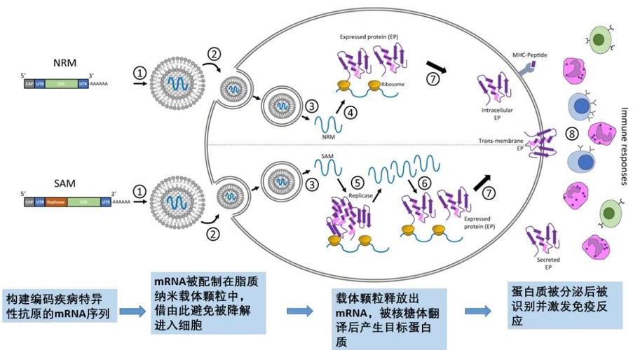 mrna疫苗研发与接种全攻略